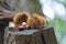 chestnut hedgehog with chestnuts in autumn forest