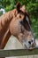 Chestnut Horse Biting a Paddock Fence