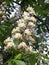 A chestnut horse blowing in May