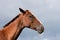 Chestnut Horse Bothered by Flies with Stormy Sky