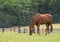 Chestnut horse brown grazing meadow forest grass