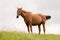 Chestnut horse chewing grass