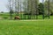 Chestnut horse eating grass while grazing on farm grassland pasture