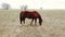 Chestnut horse in field