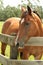 Chestnut horse in field