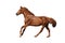 Chestnut horse galloping fast on white background