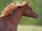 Chestnut Horse galloping in meadow with flying mane, head close up