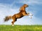 Chestnut horse gallops in field