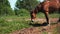 Chestnut horse grazes eating fresh green grass at farmland