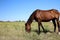 Chestnut horse grazing on green pasture. Beautiful pet