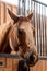 Chestnut horse head sticking out of stall door