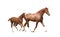 Chestnut horse and its cute foal running fast