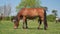 Chestnut horse with long mane in the field eating grass. Animal farm