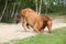 Chestnut horse lying down in the sand in hot summer