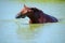 The chestnut horse with pleasure swims in the lake