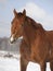 Chestnut horse portrait