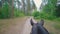 Chestnut horse rides through the pathway in forest