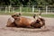 Chestnut horse rolling in the sand