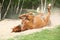 Chestnut horse rolling in the sand in hot summer