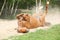 Chestnut horse rolling in the sand in hot summer