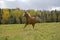 Chestnut Horse running in meadow, autumn colors