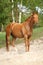 Chestnut horse in the sand in hot summer