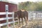 Chestnut Horse in the Stable, outside the red barn