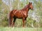 Chestnut horse standing on the field