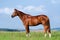 Chestnut horse standing in field