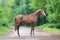 Chestnut horse standing on a road