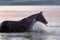 Chestnut horse standing in the water