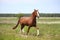 Chestnut horse trotting at the field