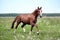 Chestnut horse trotting at the field