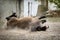 Chestnut horse wallowing in the dirt