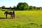 Chestnut horses