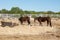Chestnut Horses in Australian Farmland