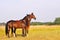 Chestnut horses portrait