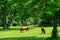 Chestnut horses standing in the grassy field of a small farm