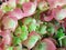 Chestnut hydrangea flower  details pink green