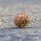 Chestnut inside a prickly shell against ground