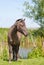 Chestnut Konik horse