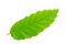 Chestnut leaf