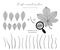 Chestnut leaf set and branch, vector leaves , fall, spring, summer. Detailed macro illustration, not autotrace, constructor design