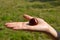 Chestnut lying on woman hand palm autumn photography