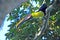 Chestnut mandibled or Swainson Toucan sitting on a branch