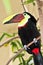 Chestnut Mandibled Toucan