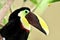 Chestnut Mandibled Toucan