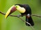 Chestnut-mandibled Toucan, from Central America.