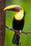 Chestnut-mandibled Toucan, from Central America.