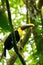 Chestnut-mandibled Toucan & x28;Ramphastos swainsonii& x29; in dense forest in Costa Rica